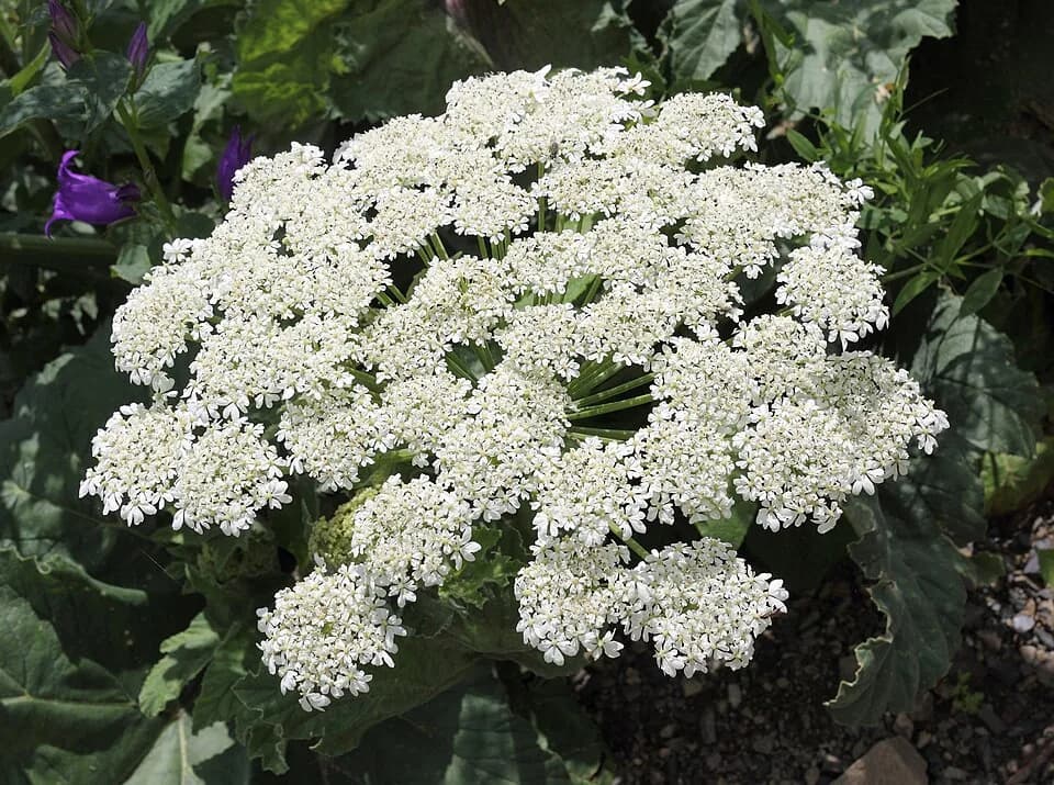 Белое соцветие борщевика Сосновского на фотографии вида Heracleum sosnowskyi